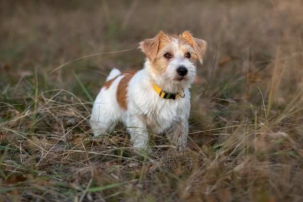 Cachorro Jack Russell Terrier de pêlo duro correndo na grama ao anoitecer