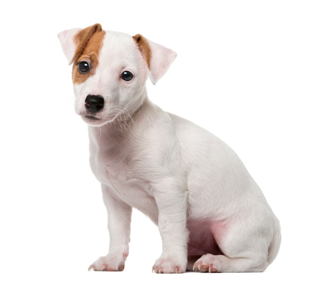 Cachorro de Jack Russell Terrier delante de una pared blanca