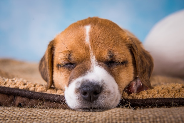 Cachorro jack russell terrier duerme dulcemente en una cama blanda