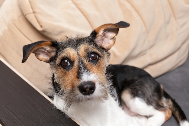 Foto un cachorro de jack russell terrier durmiendo en un sofá beige en el interior