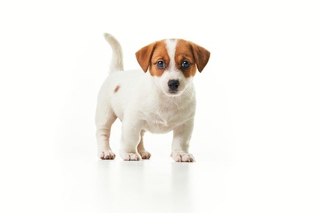 Cachorro Jack Russell Terrier em pé olhando para a câmera com a cauda levantada