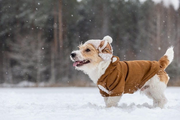 Cachorro Jack Russell Terrier em um chapéu com protetores de ouvido e uma jaqueta marrom fica na floresta Snowing Blur para inscrição