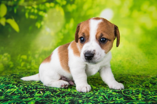 Cachorro Jack Russell Terrier em um fundo verde