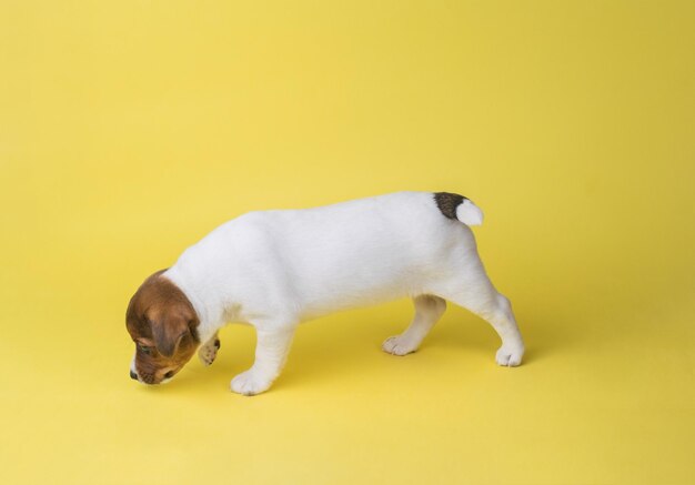 Un cachorro Jack Russell terrier está buscando un rastro en un fondo amarillo Una foto de un perro doméstico tomada en el estudio