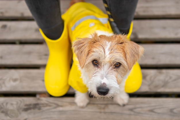 Cachorro de Jack Russell Terrier con un impermeable amarillo se sienta a los pies de una niña con botas.