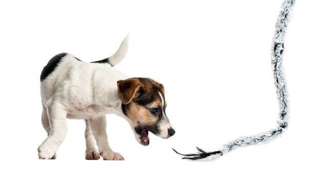 Cachorro Jack Russell Terrier jugando con una cuerda, aislado en blanco