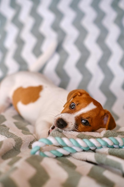 Cachorro de Jack Russell Terrier jugando con juguete