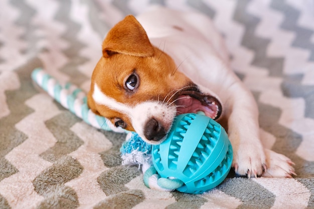 Cachorro de Jack Russell Terrier jugando con juguete