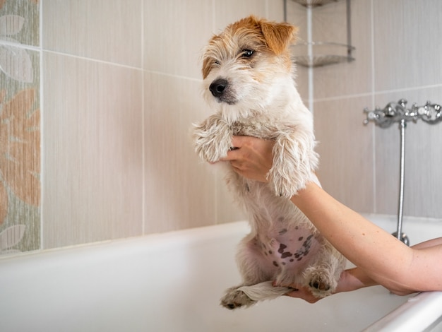 Cachorro de Jack Russell Terrier se lava en el baño.