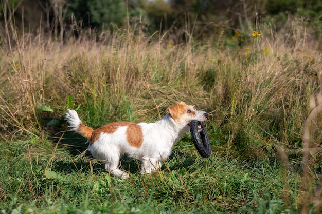 El cachorro Jack Russell Terrier lleva un anillo de goma en la boca para jugar