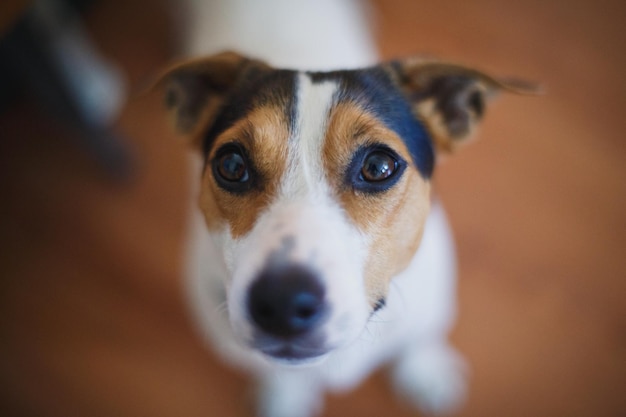 Cachorro de Jack Russell Terrier mira a la cámara