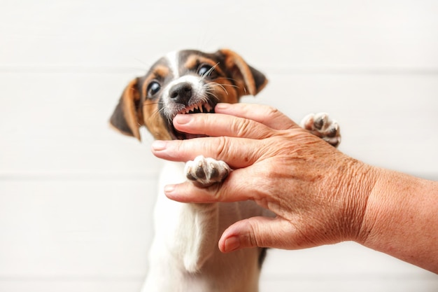 Cachorro de Jack Russell terrier de mirada furiosa que muerde la mano de la mujer mayor.