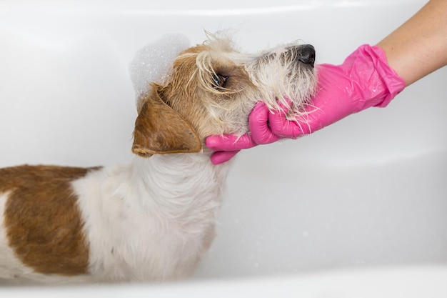 Cachorro Jack Russell Terrier de pelo duro se ducha Una niña con guantes rosas lava a un perro en un baño blanco