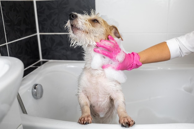 Cachorro Jack Russell Terrier de pelo duro se ducha Una niña con guantes rosas lava a un perro en un baño blanco