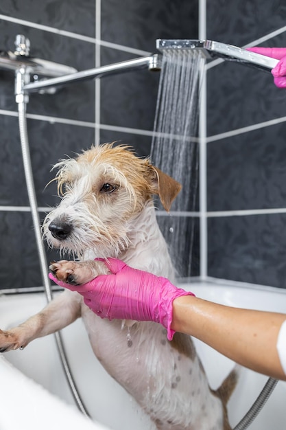 Foto cachorro jack russell terrier de pelo duro se ducha una niña con guantes rosas vierte agua de una regadera sobre un perro en un baño blanco
