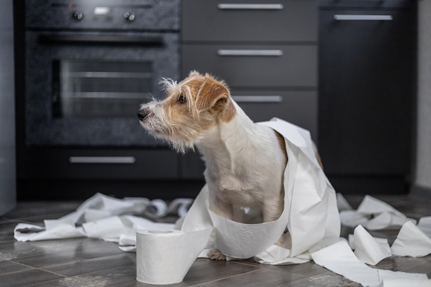 Cachorro Jack Russell Terrier de pelo duro está jugando en la cocina Perro envuelto en papel higiénico blanco