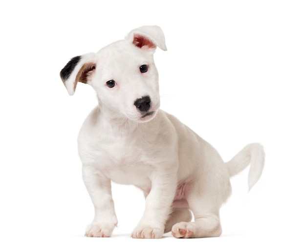 Cachorro Jack Russell Terrier, perro (8 meses), aislado en blanco