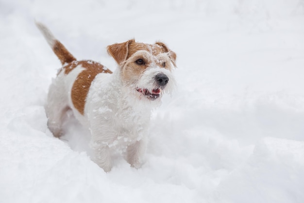 Cachorro Jack Russell Terrier El perro está de pie en la nieve blanca