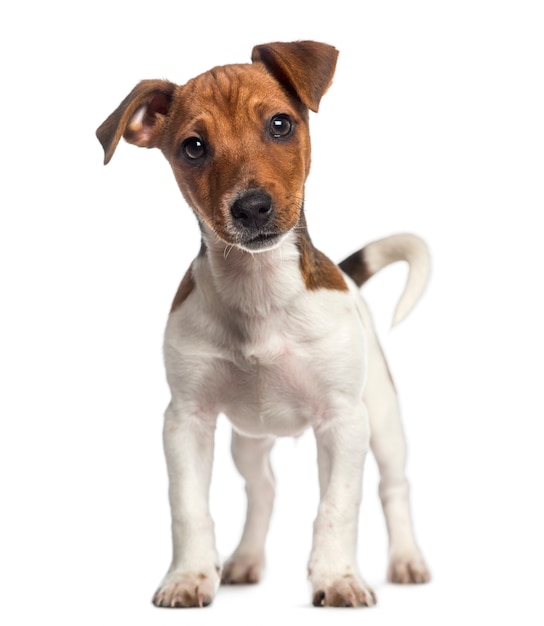 Cachorro de Jack Russell Terrier de pie