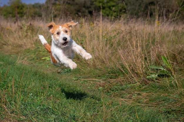 Cachorro Jack Russell Terrier pulando na grama verde