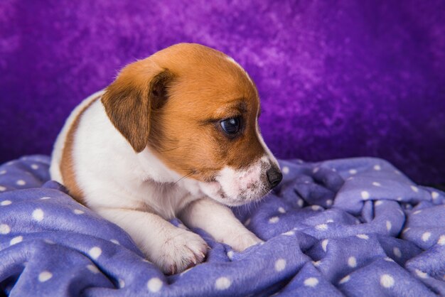 Cachorro de Jack Russell Terrier en un púrpura