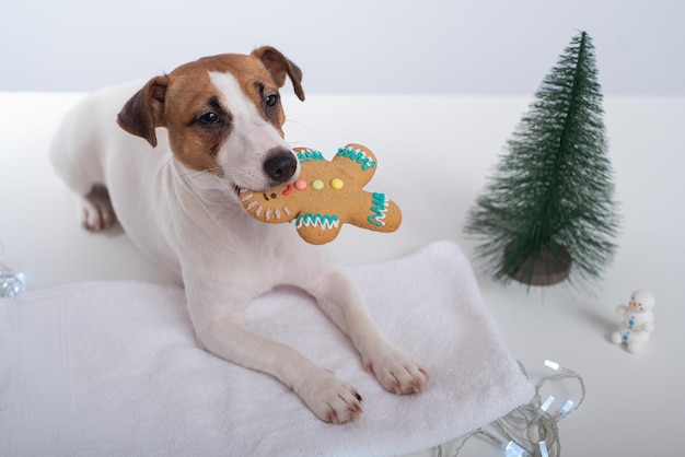 Cachorro jack russell terrier segura um biscoito de natal na boca