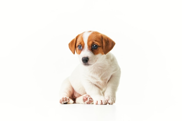 Cachorro Jack Russell Terrier sentado e olhando para a câmera