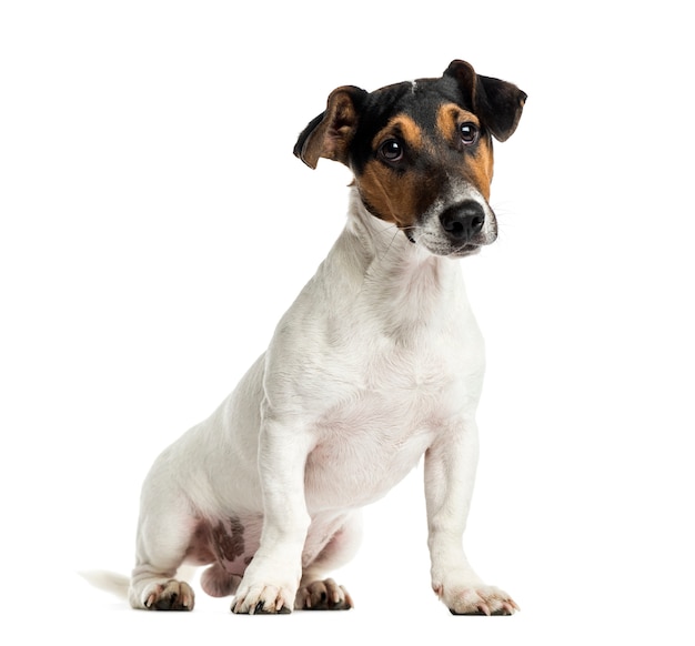 Cachorro jack russell terrier sentado, isolado no branco