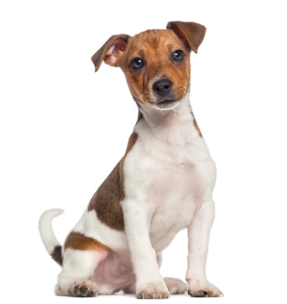 Cachorro de Jack Russell Terrier sentado