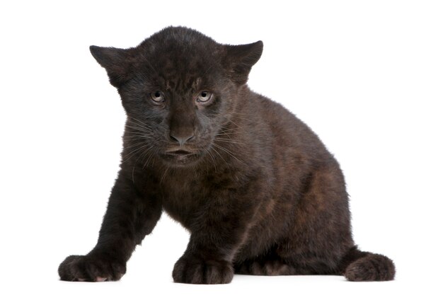 Cachorro Jaguar negro, Panthera onca, aislado en blanco