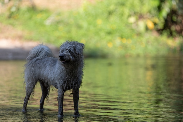 Foto cachorro jogando água