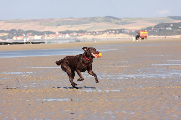 Cachorro jogando bola na praia no verão