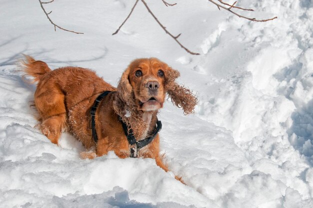 Cachorro jovem cocker spaniel olhando para você enquanto brincava na neve