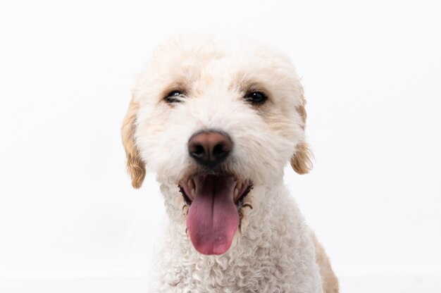 Cachorro jovem isolado no branco