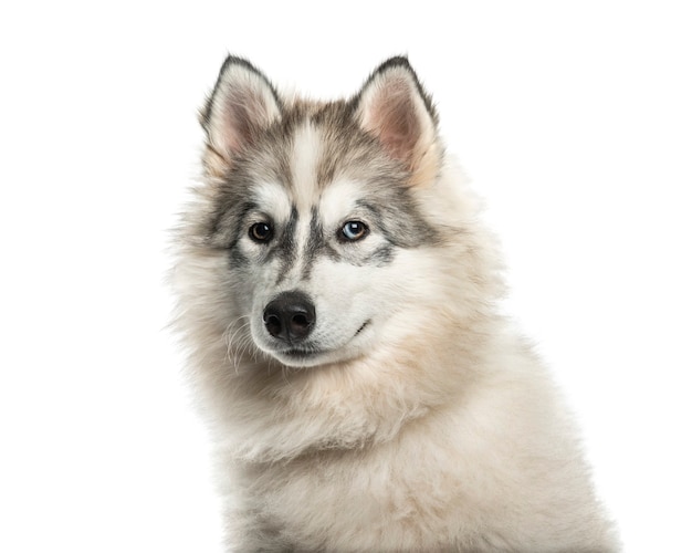 Cachorro jovem Malamute do Alasca com um olho azul contra um fundo branco