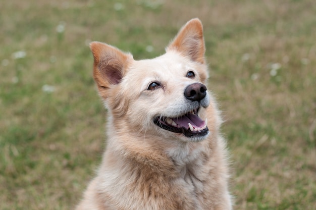 Cachorro jovem retrato