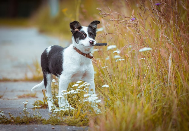 Cachorro joven feliz en la hierba en un día soleado de verano