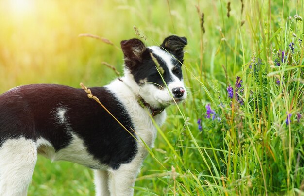 Cachorro joven feliz en la hierba en un día soleado de verano