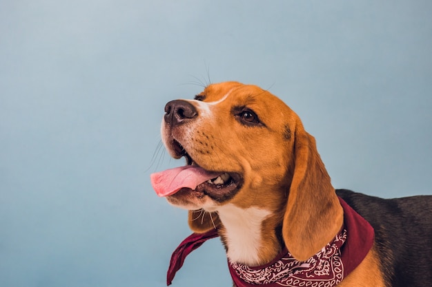 Cachorro joven, perro beagle, fondo azul, cuello chal rojo en el cuello.