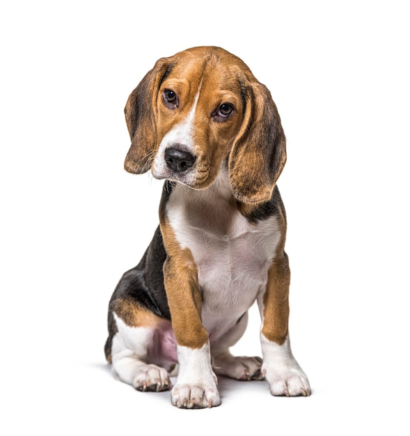 Cachorro joven de tres meses de edad, perro Beagles sentado aislado