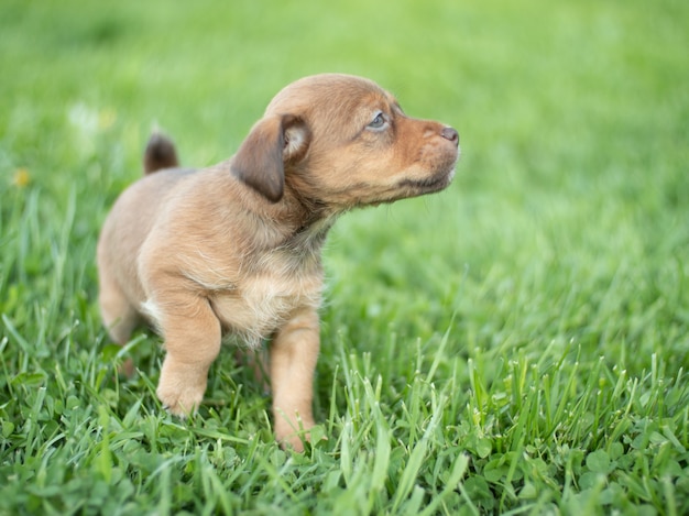 El cachorro jugando en la hierba bajo los rayos del sol que se va