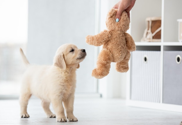 Cachorro jugando con oso de peluche