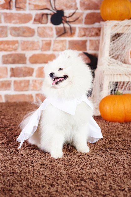 Cachorro juguetón con una capa blanca