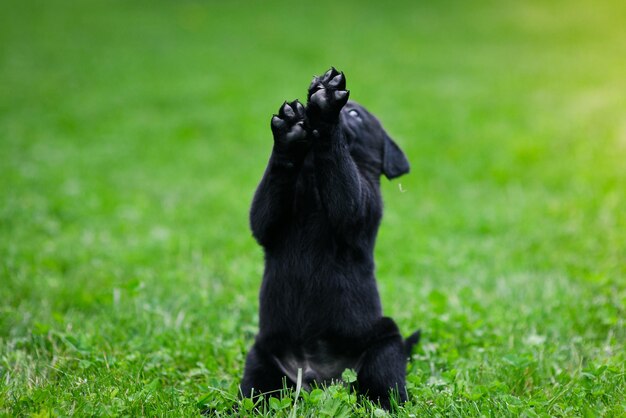 Cachorro juguetón de labrador negro Cachorro de labrador sobre hierba verde