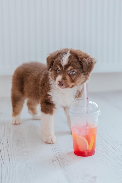 Un cachorro junto a una taza de jugo de naranja.