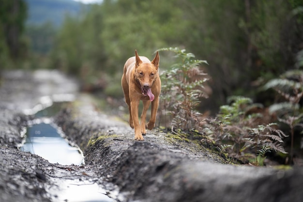 Cachorro Kelpie sem trela no mato em uma trilha