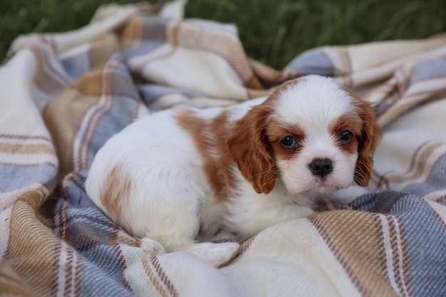 Cachorro King Charles Spaniel em um cobertor na grama no verão quente