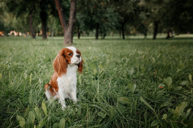 Cachorro King Charles Spaniel se sienta en el parque sobre la hierba verde