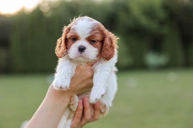 Cachorro King Charles Spaniel en sus manos con el telón de fondo de la naturaleza