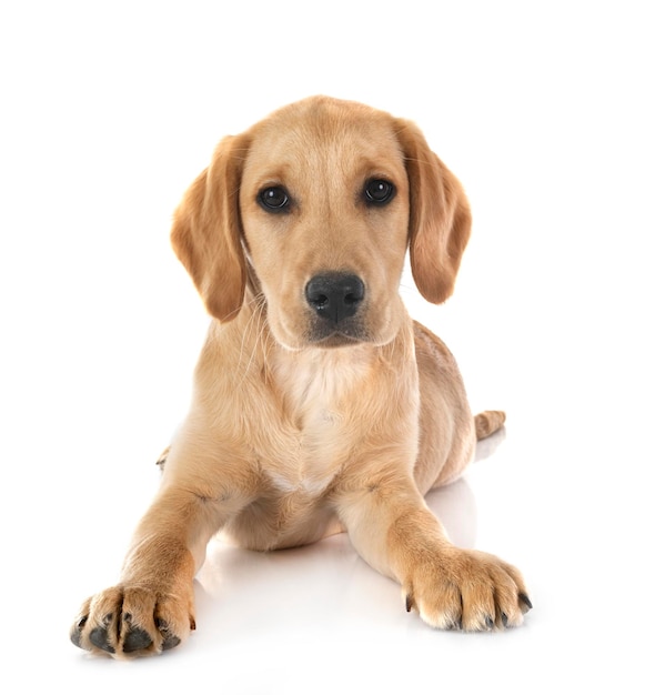 Cachorro labrado retriever